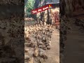 Jainsri Ram Tirumala Tirupati Kaviraja99creations97