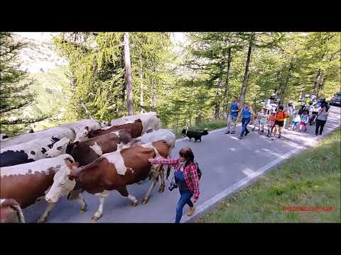 TRANSUMANZA DI ANDREA COLOMBERO DIRETTA AL COLLE DELLA LOMBARDA VALLE STURA (CN) SAB. 24 - 6 - 2023.
