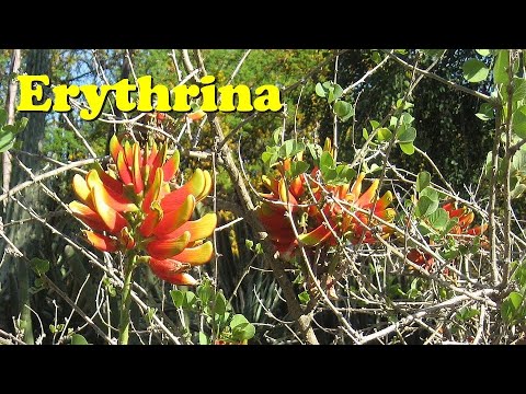 download lagu mp3 mp4 Erythrina Acanthocarpa, download lagu Erythrina Acanthocarpa gratis, unduh video klip Erythrina Acanthocarpa