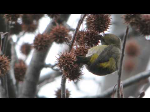 Red Crossbills