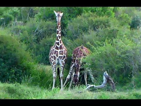 Drinking giraffes at Africa Watering Hole cam. 18 December 2017