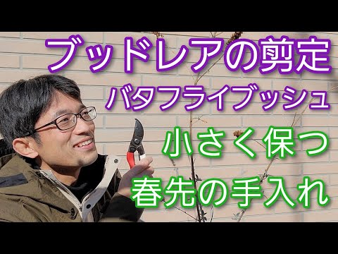 園芸 蝶の木、デビッド神父のブッドリア