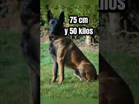 Malinois extra large #dog