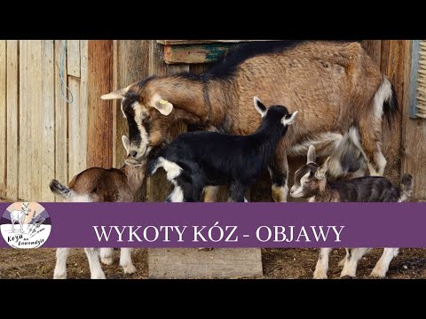, title : '30 Wykoty kóz, objawy porodu kozy'