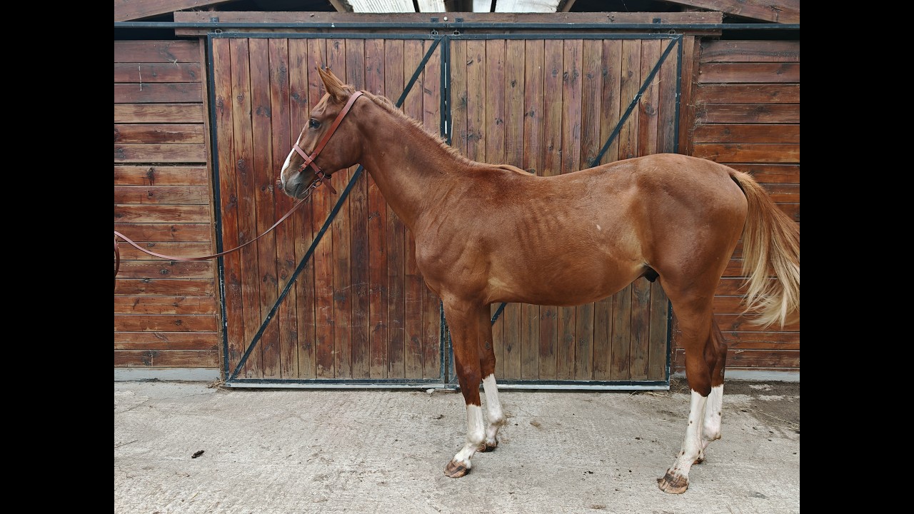 V Quilombo S (POWERFULL x DIAMANT DE SEMILLY) video 1