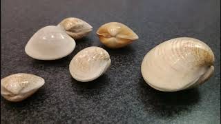 How I store and display Seashells