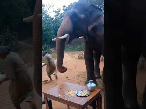 Couple Was Having Dinner When a Wild Elephant Suddenly Appeared 😱🐘”