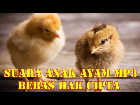 Suara Anak Ayam || Suara Anak Ayam MP3