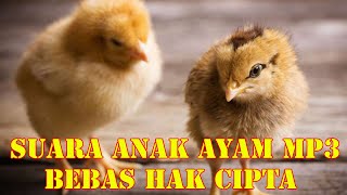 Download lagu Suara Anak Ayam || Suara Anak Ayam MP3 mp3