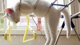 FUNNY VIDEOS: Funny Cats - Funny Cat Videos - Funny Animals - Funny Fails - Funny Cats Sleeping