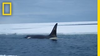 Eyes on Orcas | Continent 7: Antarctica