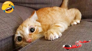 New Funny Animals 🤣 Funniest Cats and Dogs 2024 😹🐶 Part 22
