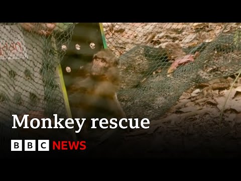 Video | Monkey rescued from online monkey torture ring released into wild | BBC News