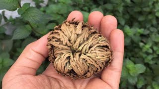 Resurrection Plant  Rose of Jericho