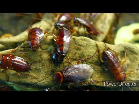 Locomotion in different animals.