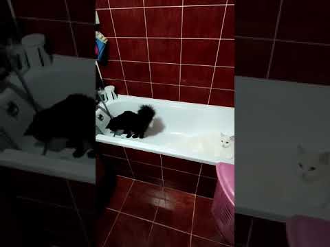 Cats sleeping in the bathtub