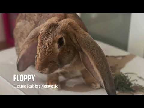 Floppy, an adopted English Lop & Flemish Giant Mix in Westford, MA_image-1