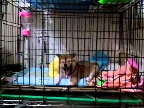 好像被我家貓咪同化XD!(原發表者:小卡媽咪)(影片)