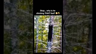 Bear Climbs a Tree Fast