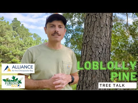 Tree Talk: Loblolly Pine