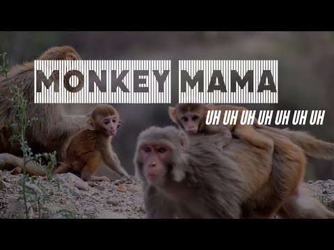 Monkey Mama uh uh uh uh uh
