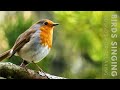 Birds Singing 11 Hour Bird Sounds Relaxation Soothing Nature Sounds Birds Chirping