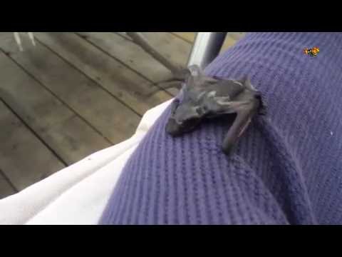 Janke fick oväntat besök i trädgården