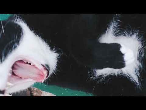 Mountain Dub - Gunnar Olsen, but with CATS!