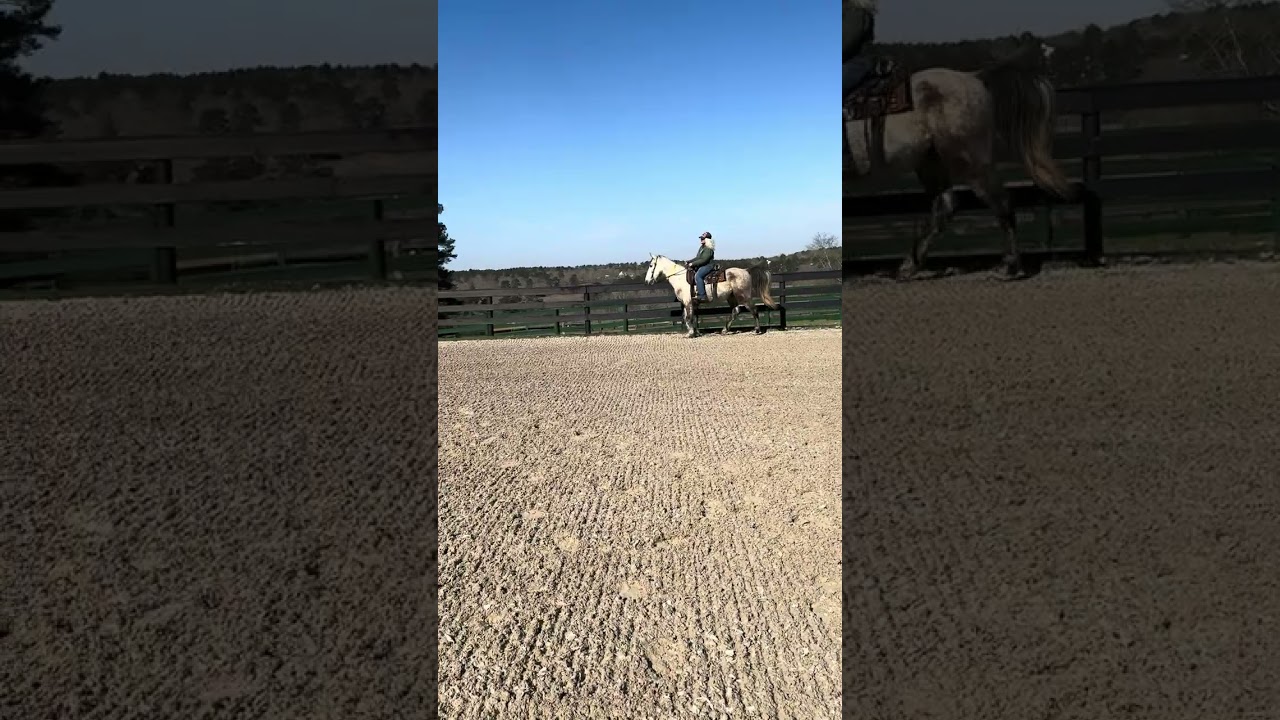 Enlarge Bernie, a ADOPTABLE Tennessee Walker in Aiken, SC video 6/6