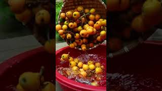 Quả tỳ bà ở nhà đã chín rồi | The loquats at home are ripe 