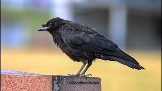 Watch a Baby Crow. It Takes Your Blues Away.