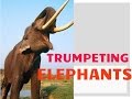 Elephants Trumpeting Sound Of Elephant Wild Elephants Making Sounds