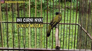 Download lagu CIRI CIRI BURUNG KUTILANG SUTRA JANTAN DAN BETINA / KURINCANG mp3