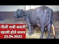 नीली रावी बसंती Buffalo Live Milking Empty Time Kaithal 8307800174