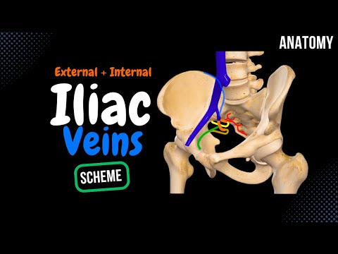 Iliac Veins Scheme (Visceral + Parietal Tributaries) | Anatomy