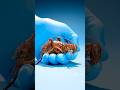 The World S Largest Cricket