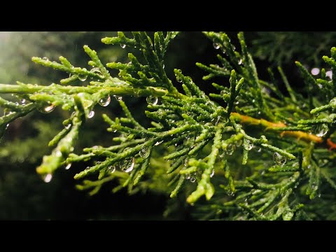 Track:01 / Mr.Unknown / I Just Want. (MUSIC FOR HEADPHONES)(Fair use , not for profit)