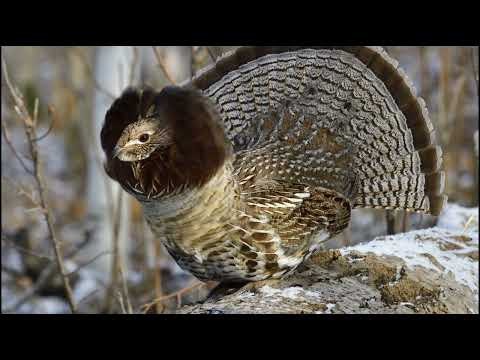 Ruffed grouse Sounds