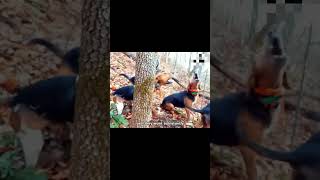 Download lagu Ratusan anjing pemburu VS beruang hitam  ( Hundreds of hunting dogs VS black bears ) mp3