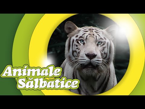 🐯 TIGRUL | Animale Salbatice pentru copii