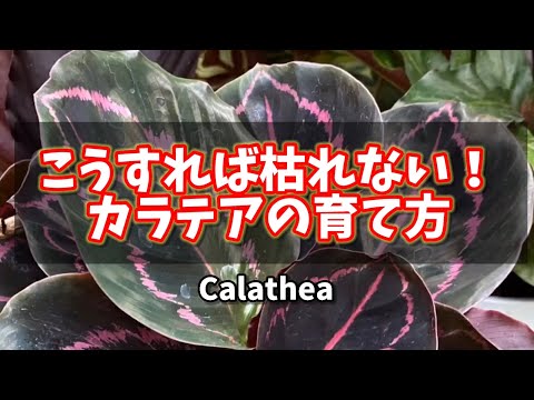 園芸 サフラン カラテア、開花カラテア