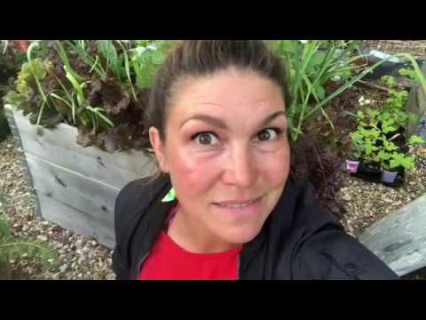 10 saker att DIREKTSÅ i JUNI månad . Odla så grönsaker i Odlingskalendern