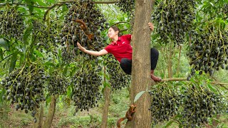 Harvesting Black Palm Fruit Goes to the market sell - A Black Fruit That Is Delicious To Eat