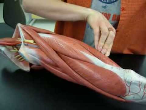 Muscles of Hip and Thigh