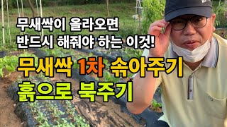 무새싹 1차 솎아주기 / 흙으로 무새싹 북주기하는 방법 / 무새싹이 올라오면 꼭 해줘야 하는 솎아주고 북주기…