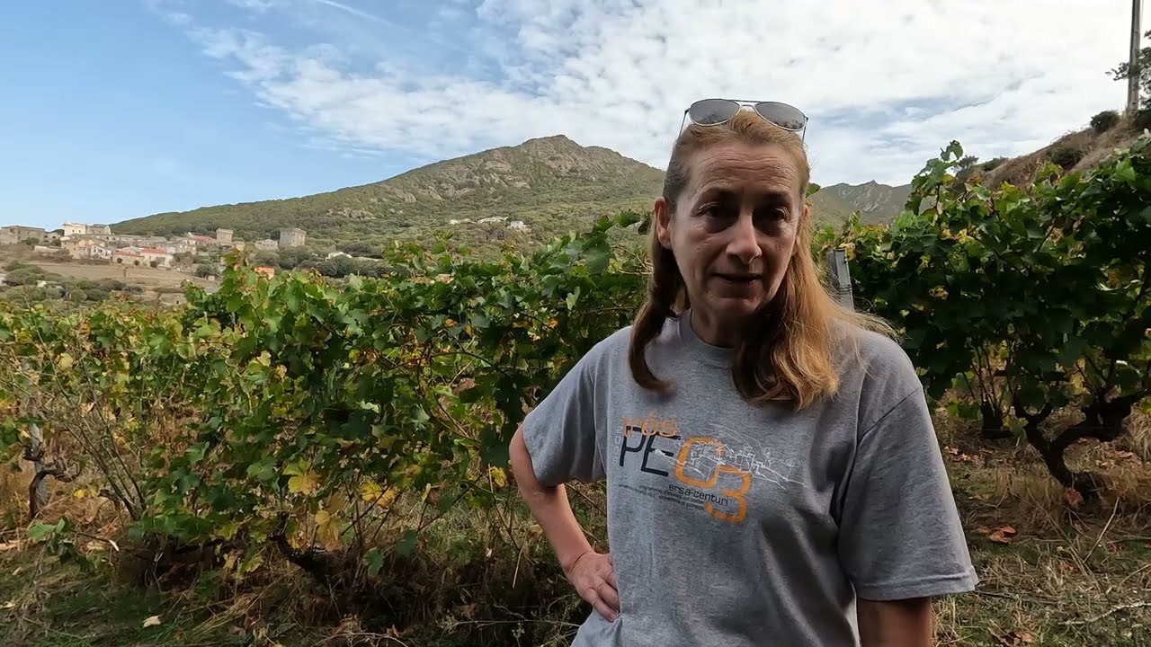 Des vignes et des vins symboles des capcorsins