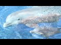 Tom Barbaras   DOLPHIN DREAM