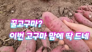 이 고구마 맘에 드네.. 텃밭 고구마 캐기. 겨울최애간식은 군고구마지