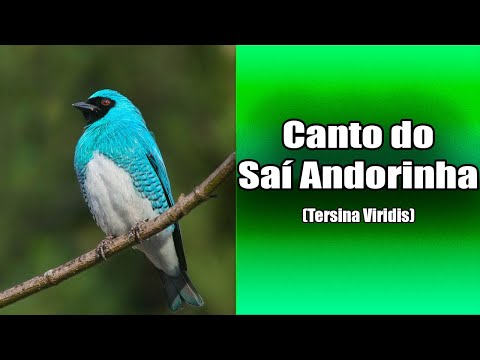 Tersina tyrkysová (Tersina viridis) — video o speve a chove