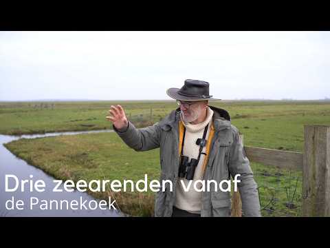 Drie zeearenden vanaf de Pannekoek #1718